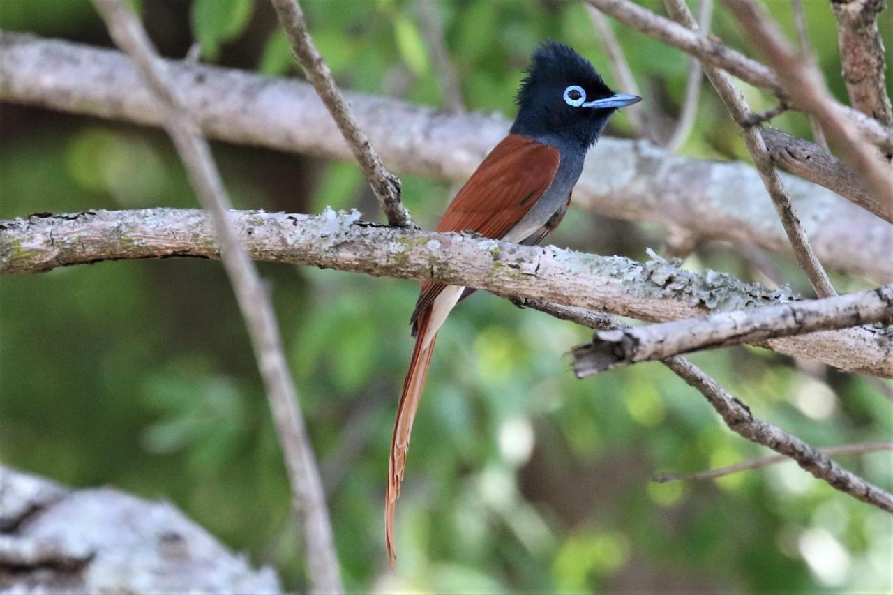 Birds Babble Self Catering Hotell Mbombela Eksteriør bilde