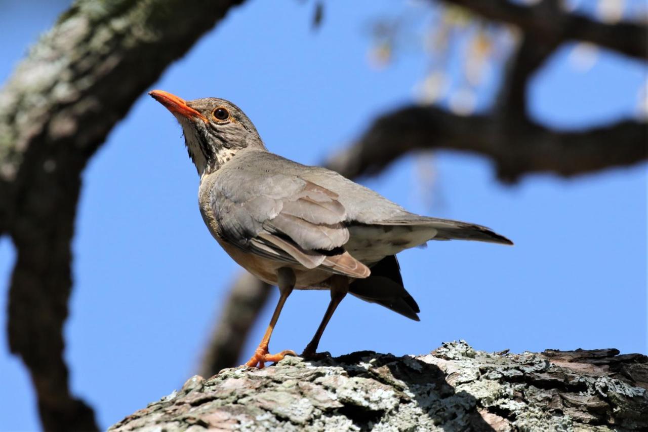 Birds Babble Self Catering Hotell Mbombela Eksteriør bilde