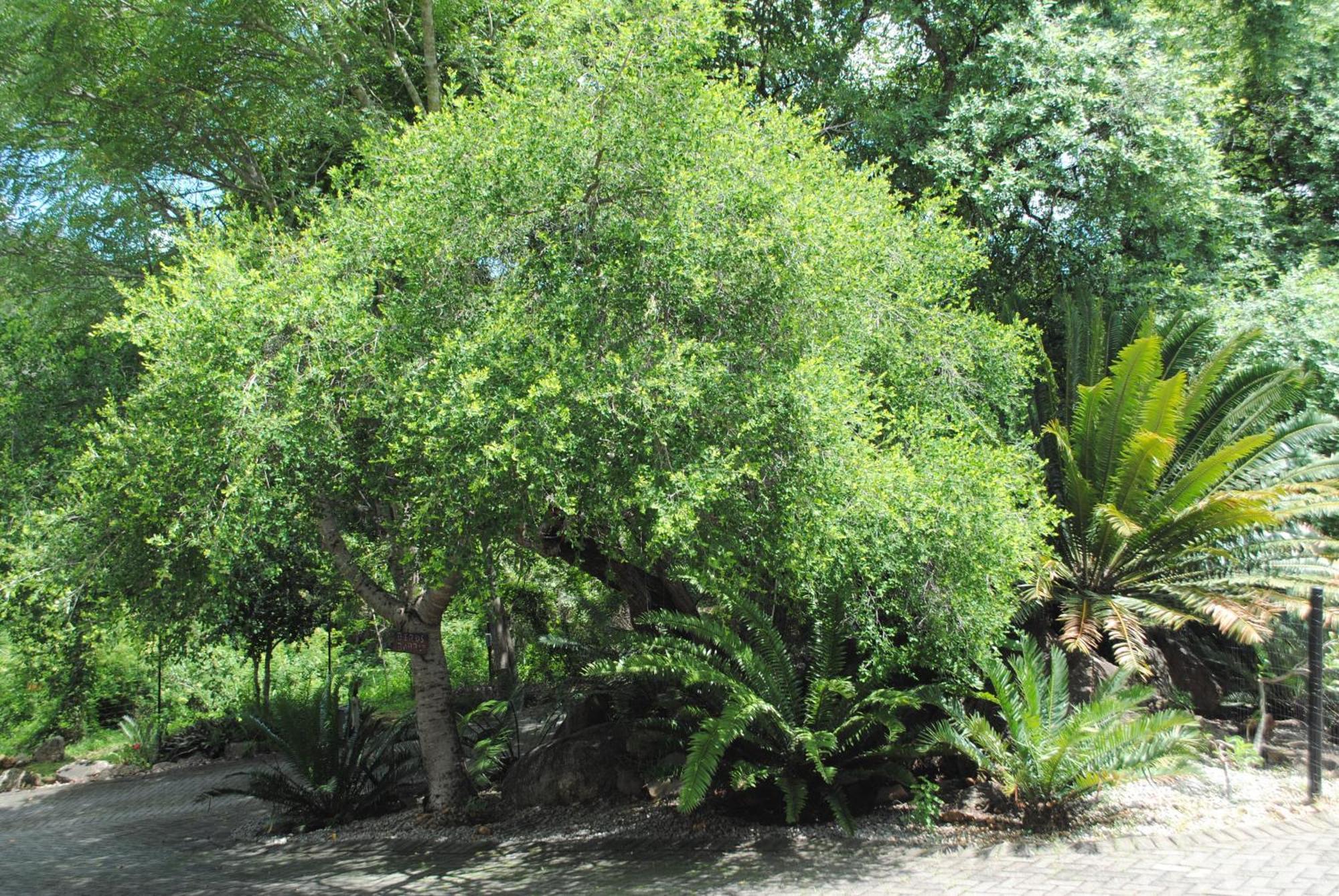 Birds Babble Self Catering Hotell Mbombela Eksteriør bilde