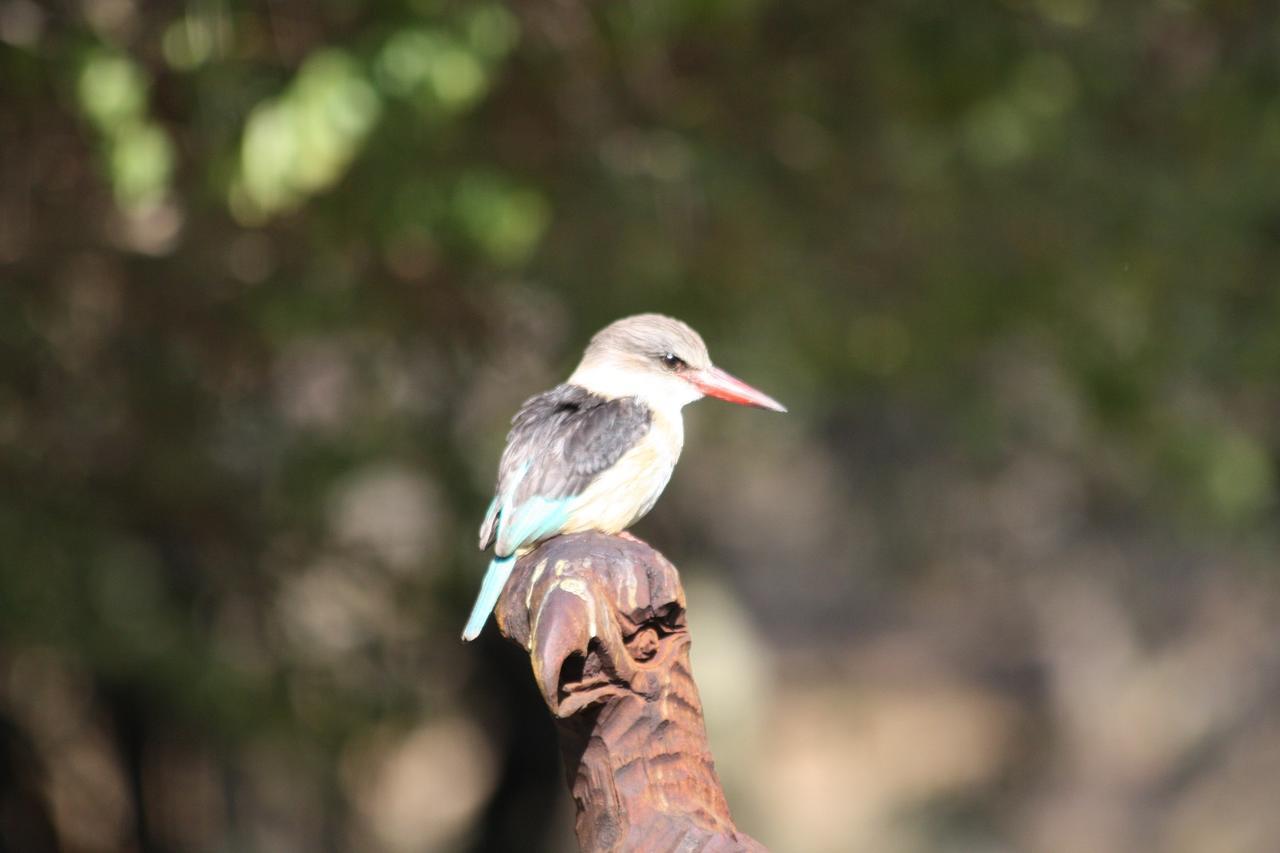Birds Babble Self Catering Hotell Mbombela Eksteriør bilde